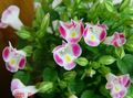 ピンク フラワー ピエロ花、ウィッシュボーンの花 フォト と 特性