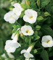 beyaz çiçek Palyaço Çiçek, Çiçek Salıncaklı fotoğraf ve özellikleri
