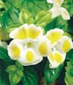 黄 フラワー ピエロ花、ウィッシュボーンの花 フォト と 特性