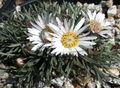hvid Blomst Townsendia, Påske Daisy Foto og egenskaber