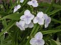 balts Zieds Virginia Spiderwort, Dāmu Asaras Foto un raksturlielumi