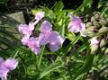sārts Zieds Virginia Spiderwort, Dāmu Asaras Foto un raksturlielumi