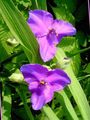 Tuin Bloemen Virginia Spiderwort, Tranen Dame, Tradescantia virginiana lila foto