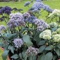 açık mavi çiçek Throatwort fotoğraf ve özellikleri