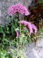 Garden Flowers Throatwort, Trachelium pink Photo