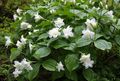 Vrtno Cvetje Trillium, Wakerobin, Tri Rože, Birthroot bela fotografija