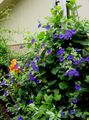 I fiori da giardino Occhio Nero Susan, Thunbergia alata blu foto