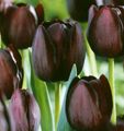 les fleurs du jardin Tulipe, Tulipa vineux Photo
