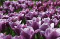 Gartenblumen Tulpe, Tulipa lila Foto