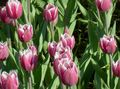 Zahradní květiny Tulipán, Tulipa růžový fotografie
