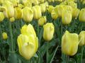 Zahradní květiny Tulipán, Tulipa žlutý fotografie