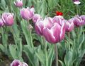 I fiori da giardino Tulipano lilla foto