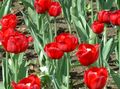 园林花卉 郁金香, Tulipa 红 照