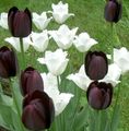 Баштенске Цветови Лала, Tulipa црн фотографија