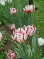 Градински цветове Лале, Tulipa червен снимка