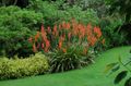 rdeča Cvet Watsonia, Bugle Lily fotografija in značilnosti