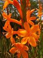 oranžs Zieds Watsonia, Taure Lilija Foto un raksturlielumi