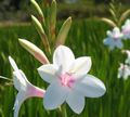 les fleurs du jardin Watsonia, Lys Bugle blanc Photo