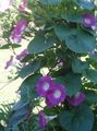 Садовые Цветы Фарбитис (Ипомея), Ipomoea розовый Фото