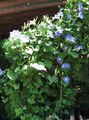 hellblau  Winde, Blaue Dämmerung Blumen Foto und Merkmale