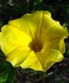 žlutý  Morning Glory, Modrá Svítání Květina fotografie a charakteristiky