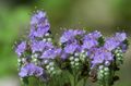 Záhradné kvety Kalifornský Bluebell, Lacy Phacelia, Modré Lokienky, Húsenica, Fiddleneck, Pavúk Kvet, Divoký Heliotrop modrá fotografie