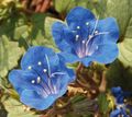Kalifornijas Bluebell, Mežģīņu Phacelia, Zila Cirtas, Caterpillar, Fiddleneck, Zirneklis Ziedu, Savvaļas Heliotrops