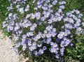 Zahradní květiny Modrá Sedmikráska, Modrá Kopretina, Felicia amelloides světle modrá fotografie