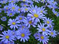 Flores do Jardim Margarida Azul, Azul Marguerite, Felicia amelloides luz azul foto