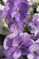 Flores de jardín Viola, Pensamiento, Viola  wittrockiana lila Foto