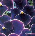Градински цветове Виола, Теменуга, Viola  wittrockiana черно снимка