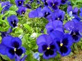Zahradní květiny Viola, Maceška, Viola  wittrockiana modrý fotografie