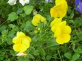 Gartenblumen Viola, Stiefmütterchen, Viola  wittrockiana gelb Foto