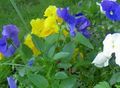 Ogrodowe Kwiaty Vitrokka Fiolet (Bratek), Viola  wittrockiana jasnoniebieski zdjęcie