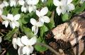 თეთრი ყვავილების Horned Pansy, Horned Violet სურათი და მახასიათებლები