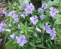 γαλάζιο λουλούδι Κέρατα Πανσές, Κέρατα Βιολετί φωτογραφία και χαρακτηριστικά