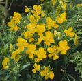 žlutý Květina Rohatý Maceška, Rohatý Fialová fotografie a charakteristiky