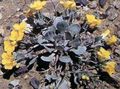 Flores de jardín Rydberg Twinpod, Doble Bladderpod, Physaria amarillo Foto