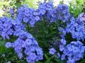 modrá Kvetina Záhrada Flox fotografie a vlastnosti
