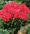 κόκκινος λουλούδι Phlox Κήπο φωτογραφία και χαρακτηριστικά