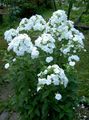 bijela Cvijet Vrt Phlox Foto i karakteristike