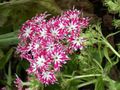 Градински цветове Годишният Флокс, Флокс Дръмонд Е, Phlox drummondii розов снимка