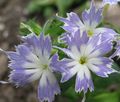 světle modrá Květina Roční Phlox, Drummond Phlox fotografie a charakteristiky