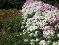 λευκό λουλούδι Ετήσια Phlox, Phlox Drummond Του φωτογραφία και χαρακτηριστικά