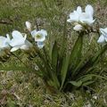 biały Kwiat Frezja zdjęcie i charakterystyka
