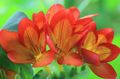 I fiori da giardino Fresia, Freesia arancione foto