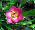 růžový Květina Frézie fotografie a charakteristiky