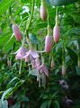 rosa Blomst Honeysuckle Fuchsia Bilde og kjennetegn