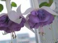 Ogrodowe Kwiaty Fuksja, Fuchsia liliowy zdjęcie