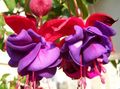 фиолетовый Цветок Фуксия Фото и характеристика